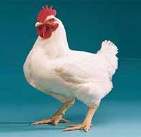 Manufacturers Exporters and Wholesale Suppliers of Broiler Feeds Nagpur Maharashtra